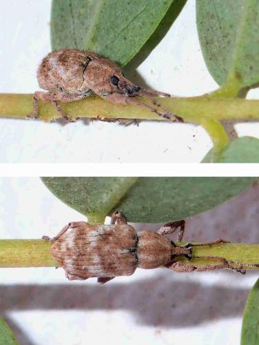 Phytoscaphus sp.